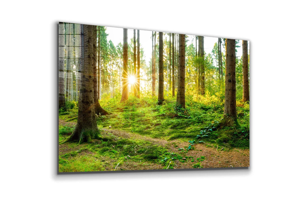 Forest Landscape View UV Direct Aluminum Print Australian Made Quality