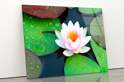 Pink Water Lily in A Pond with Green Leaves Acrylic Glass Print Tempered Glass Wall Art 100% Made in Australia Ready to Hang