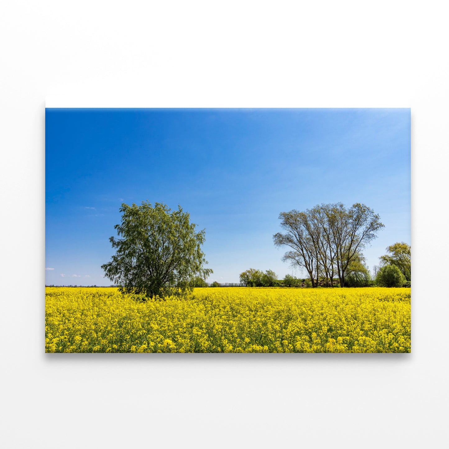 Yellow Canola Field with Trees Print 100% Australian Made