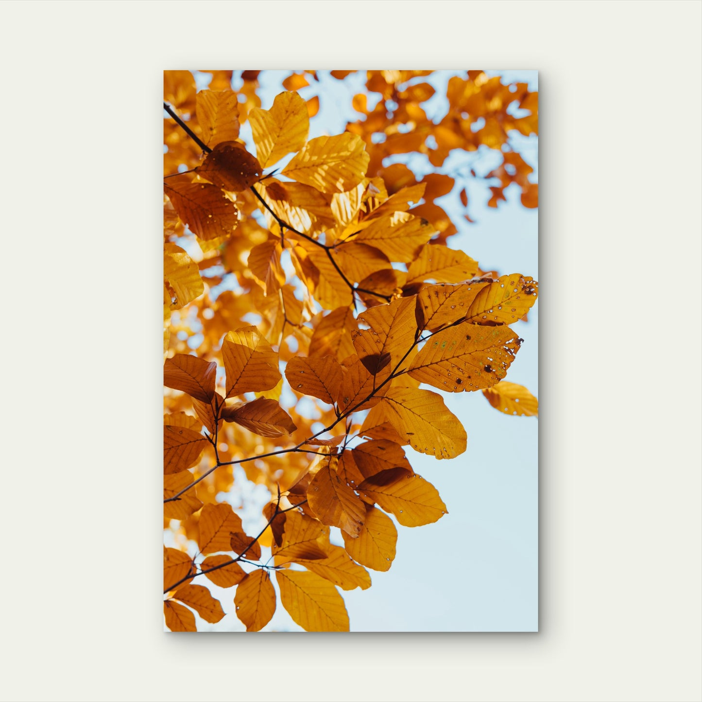 Golden Autumn Leaves Of A European Beech Tree 60x90cm Metal Print Ready to Hang