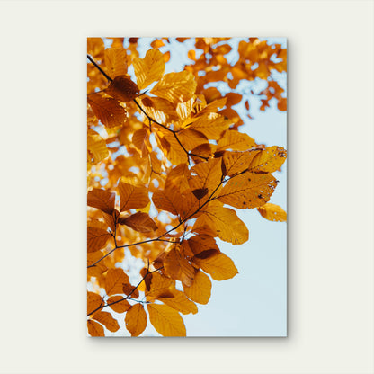 Golden Autumn Leaves Of A European Beech Tree 60x90cm Metal Print Ready to Hang