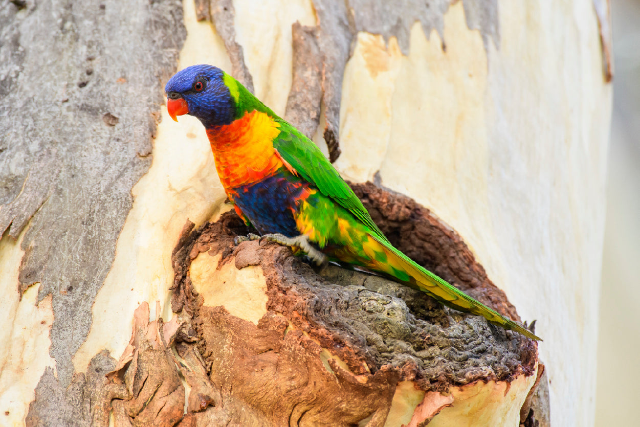 Rainbow Lorikeet Bird on Tree Home Decor Premium Quality Poster Print Choose Your Sizes