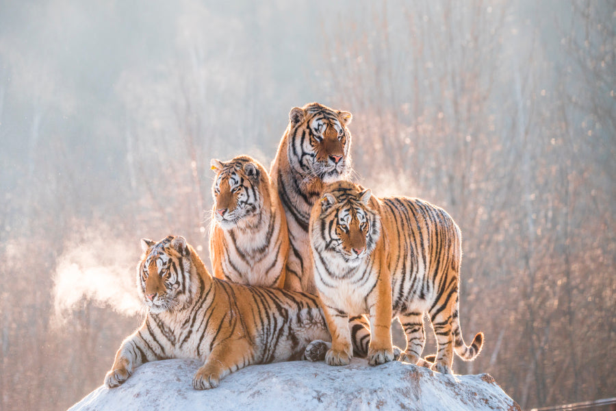 Siberian Tiger & Winter Home Decor Premium Quality Poster Print Choose Your Sizes - Bella Home Decor