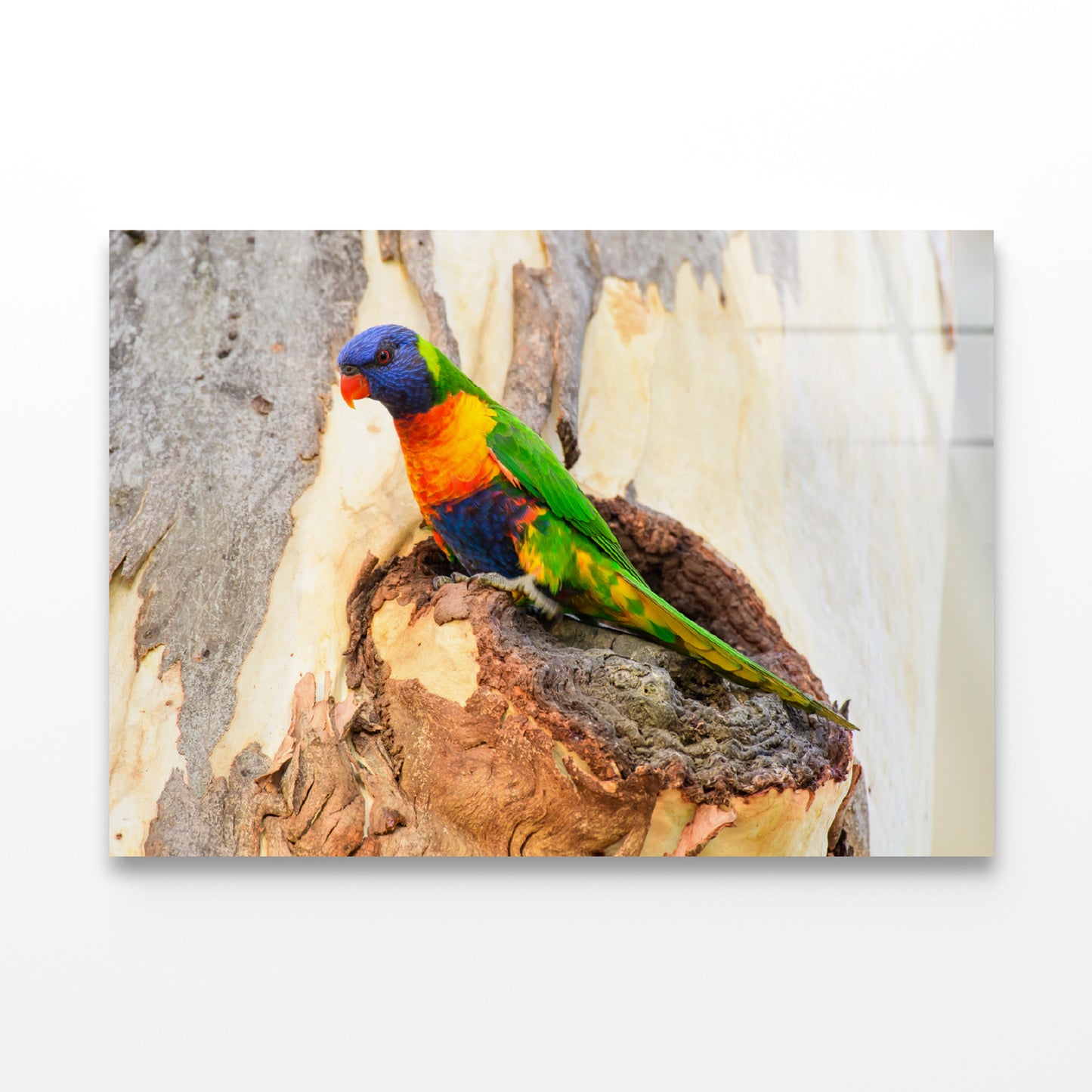 Rainbow Lorikeet Bird on Tree Acrylic Glass Print Tempered Glass Wall Art 100% Made in Australia Ready to Hang - Bella Home Decor