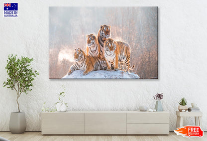 Siberian Tiger & Winter Wall Art Decor 100% Australian Made