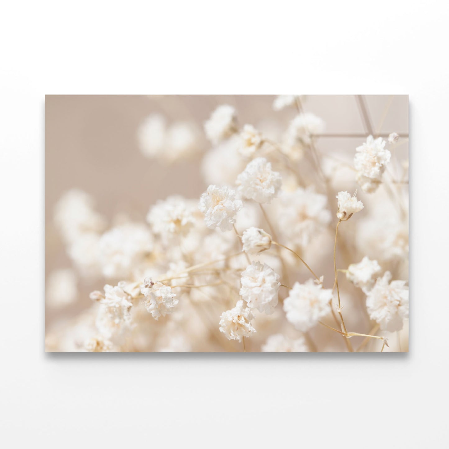 Dry Little White Flowers Acrylic Glass Print Tempered Glass Wall Art 100% Made in Australia Ready to Hang