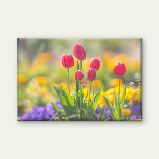 Pink Tulips Spring Garden Wall Art Decor 100% Australian Made