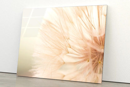 Close Up of a Dandelion with A Blurry Acrylic Glass Print Tempered Glass Wall Art 100% Made in Australia Ready to Hang