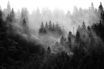 Trees In Mist Black And White Forest 90x60cm Print 100% Australian Made