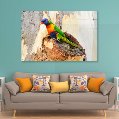 Rainbow Lorikeet Bird on Tree Acrylic Glass Print Tempered Glass Wall Art 100% Made in Australia Ready to Hang - Bella Home Decor