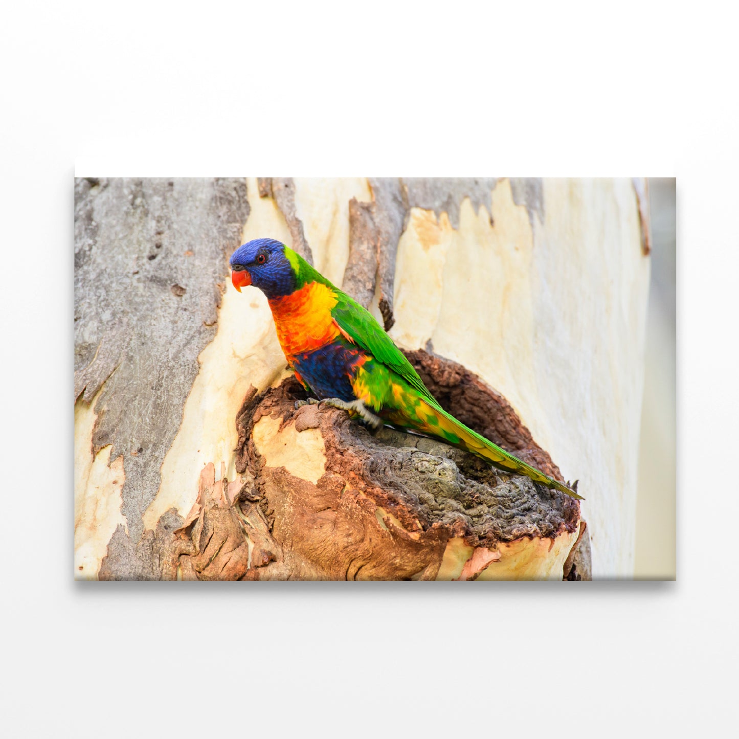 Rainbow Lorikeet Bird on Tree Print 100% Australian Made