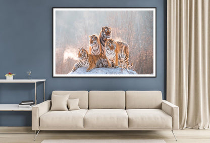 Siberian Tiger & Winter Home Decor Premium Quality Poster Print Choose Your Sizes - Bella Home Decor