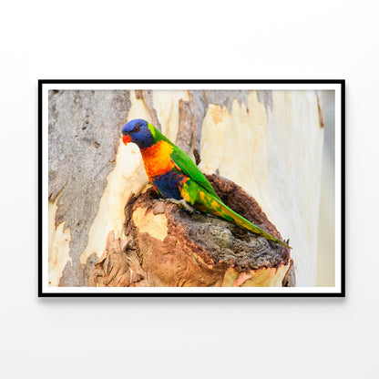 Rainbow Lorikeet Bird on Tree Home Decor Premium Quality Poster Print Choose Your Sizes