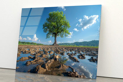 A Tree Is Standing In a Field Acrylic Glass Print Tempered Glass Wall Art 100% Made in Australia Ready to Hang - Bella Home Decor