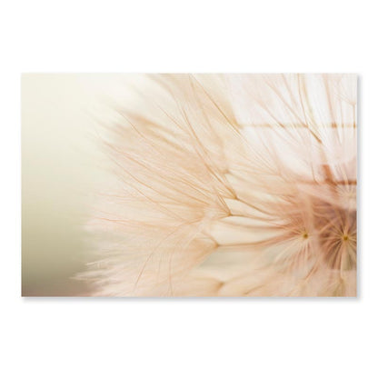 Close Up of a Dandelion with A Blurry Acrylic Glass Print Tempered Glass Wall Art 100% Made in Australia Ready to Hang