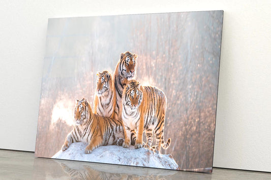 Siberian Tiger & Winter Acrylic Glass Print Tempered Glass Wall Art 100% Made in Australia Ready to Hang