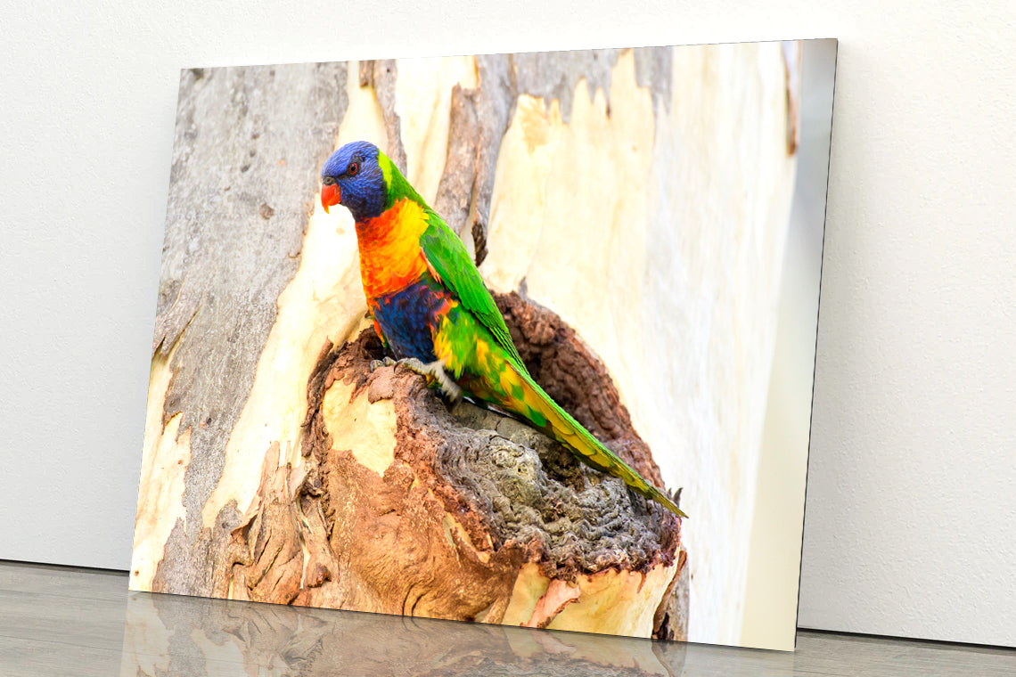 Rainbow Lorikeet Bird on Tree Acrylic Glass Print Tempered Glass Wall Art 100% Made in Australia Ready to Hang - Bella Home Decor