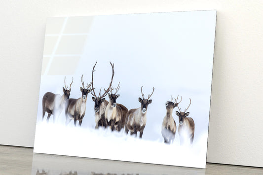 View of Herd of Caribou in the Snow Acrylic Glass Print Tempered Glass Wall Art 100% Made in Australia Ready to Hang