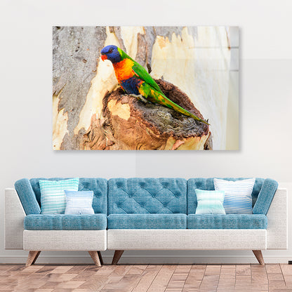 Rainbow Lorikeet Bird on Tree Acrylic Glass Print Tempered Glass Wall Art 100% Made in Australia Ready to Hang - Bella Home Decor