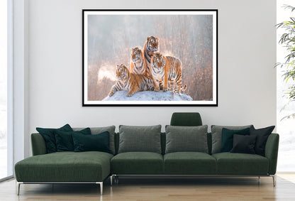 Siberian Tiger & Winter Home Decor Premium Quality Poster Print Choose Your Sizes - Bella Home Decor