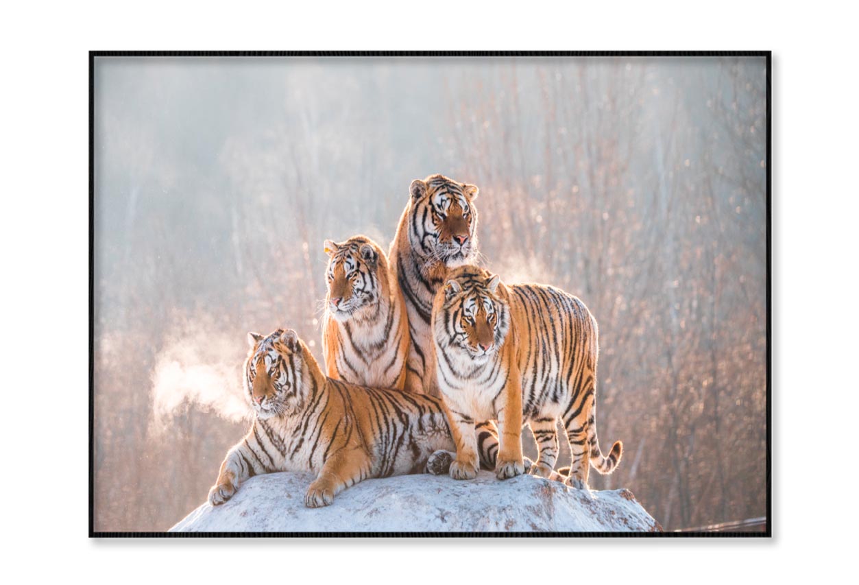 Siberian Tiger & Winter Home Decor Premium Quality Poster Print Choose Your Sizes - Bella Home Decor