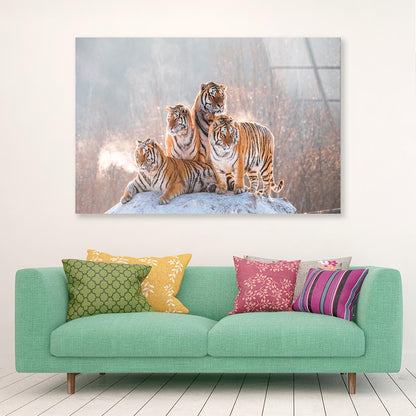 Siberian Tiger & Winter Acrylic Glass Print Tempered Glass Wall Art 100% Made in Australia Ready to Hang