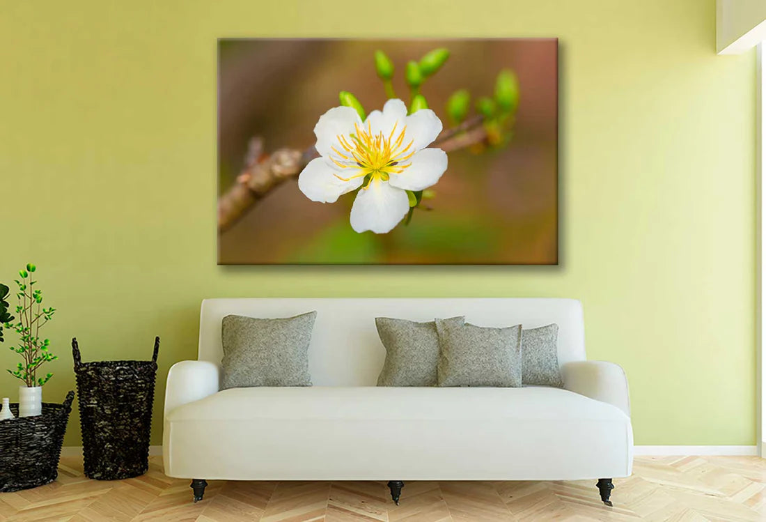 Apricot Blossom Flowers Bloom 90x60cm Print 100% Australian Made