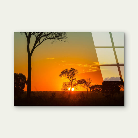 African Savanna Acacia Tree Glass Printing Wall Art Australian Made Quality