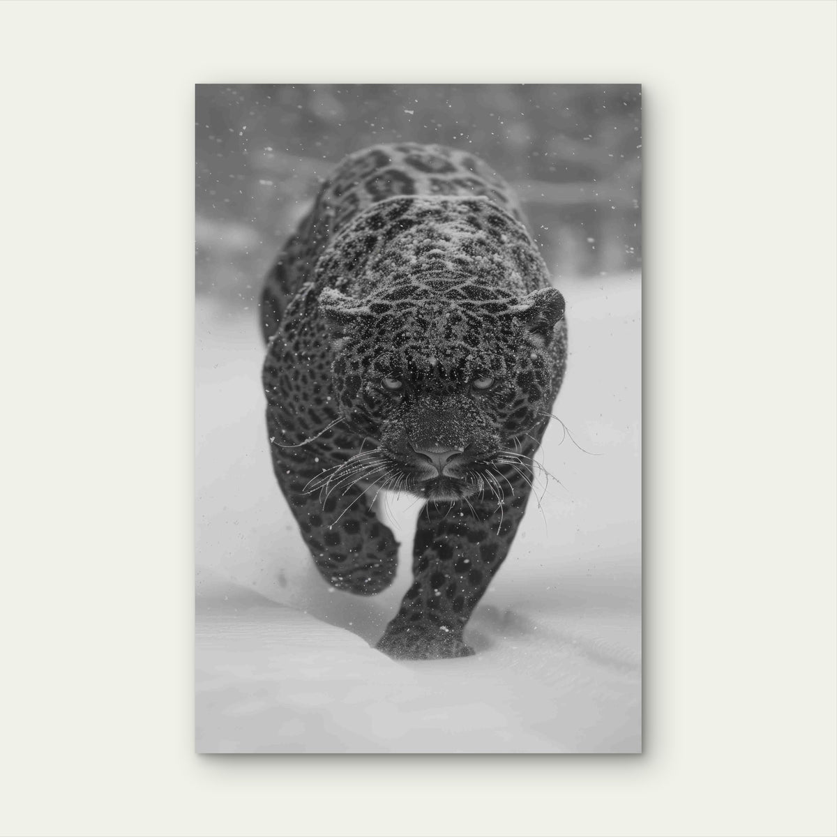 Black and White Jaguar in Nature 60x90cm Metal Print Ready to Hang