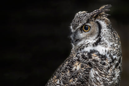 Great Horned Owl Dark Background Print 100% Australian Made