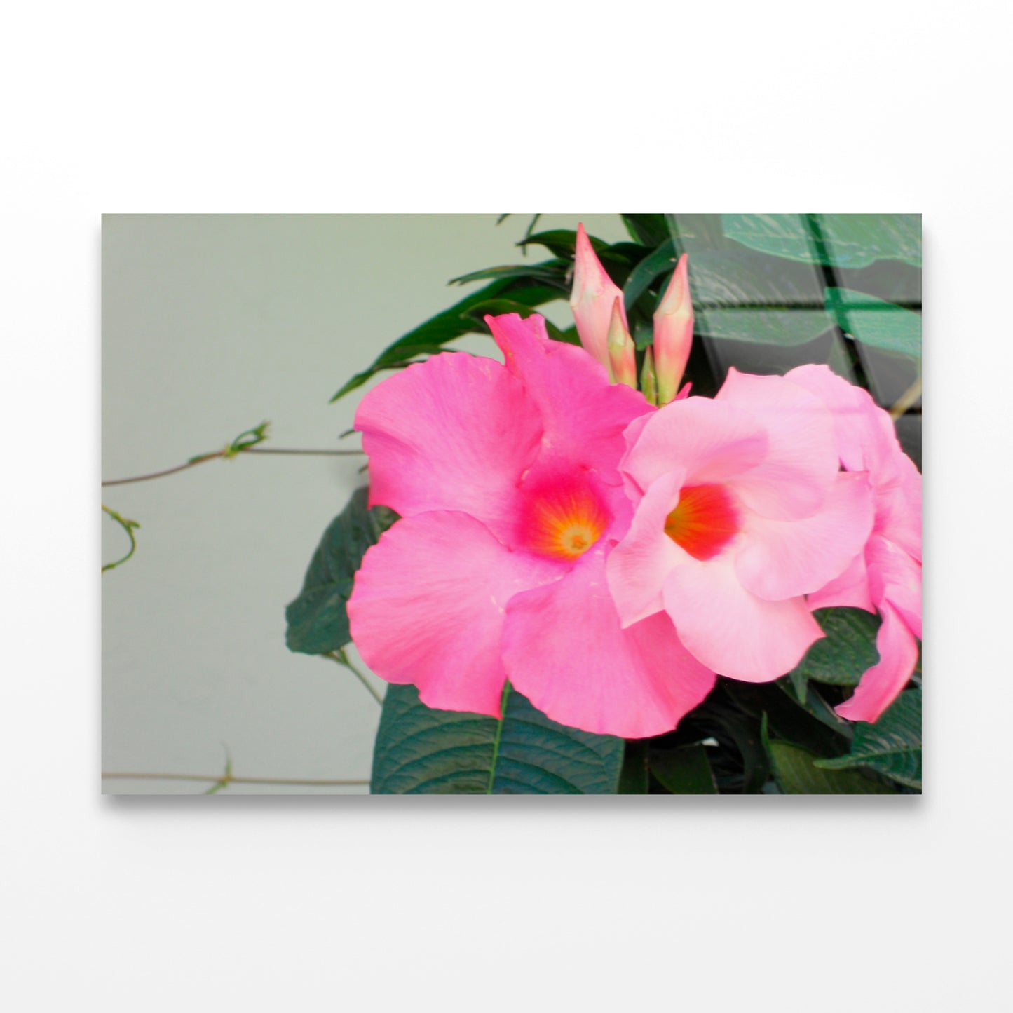 Close-Up of a Pink Mandevilla Flower Acrylic Glass Print Tempered Glass Wall Art 100% Made in Australia Ready to Hang