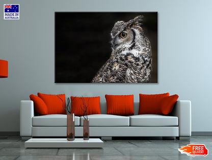 Great Horned Owl Dark Background Print 100% Australian Made