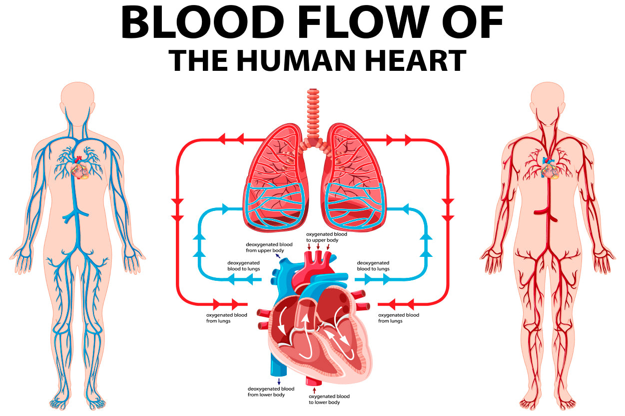 Blood Flow of Human Heart Illustration Home Decor Premium Quality Poster Print Choose Your Sizes