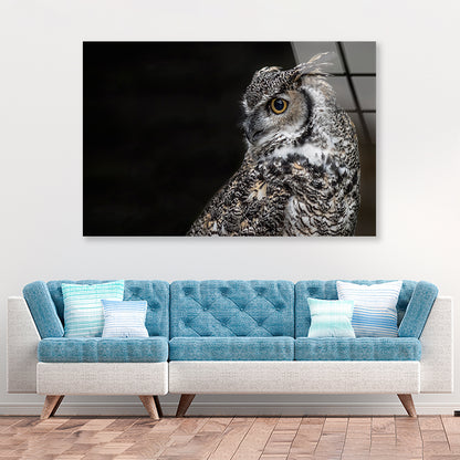 Great Horned Owl Dark Background Acrylic Glass Print Tempered Glass Wall Art 100% Made in Australia Ready to Hang