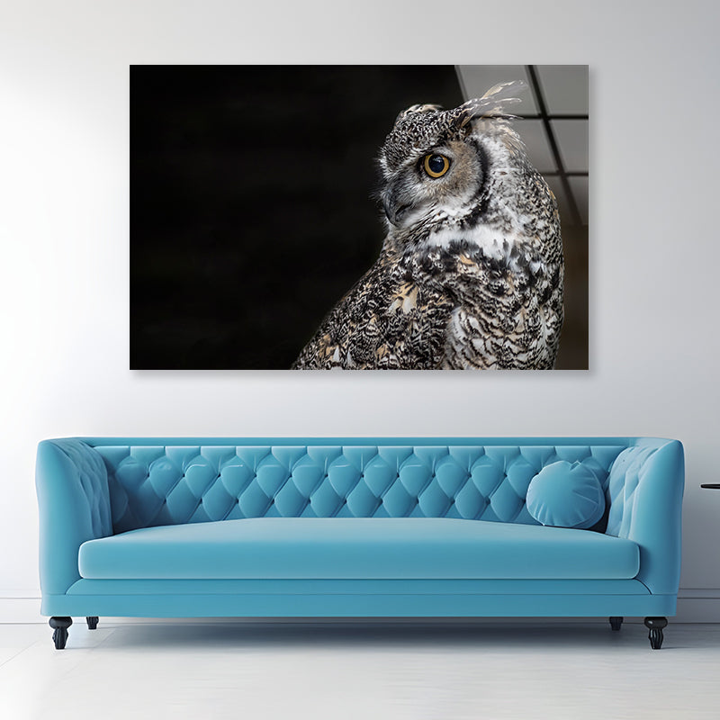 Great Horned Owl Dark Background Acrylic Glass Print Tempered Glass Wall Art 100% Made in Australia Ready to Hang