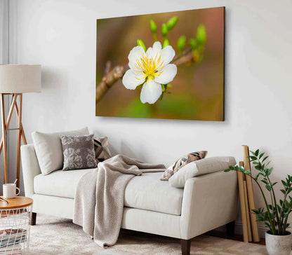 Apricot Blossom Flowers Bloom 90x60cm Print 100% Australian Made