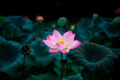 Pink Flower In a Field of Green Leaves Acrylic Glass Print Tempered Glass Wall Art 100% Made in Australia Ready to Hang