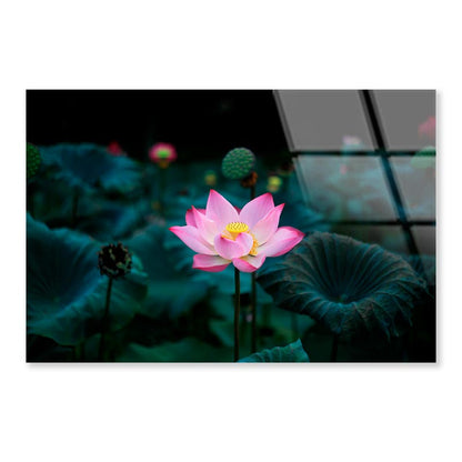 Pink Flower In a Field of Green Leaves Acrylic Glass Print Tempered Glass Wall Art 100% Made in Australia Ready to Hang