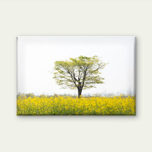 Lone Tree in Field South Korea Wall Art Decor 100% Australian Made