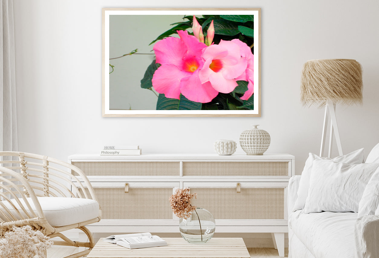 Close-Up of a Pink Mandevilla Flower Home Decor Premium Quality Poster Print Choose Your Sizes