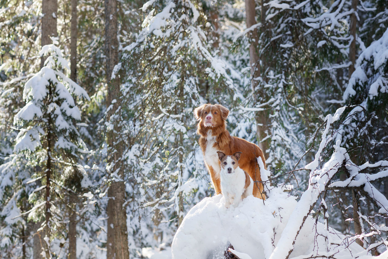 A Fox Standing On the Snow in a Winter Forest Home Decor Premium Quality Poster Print Choose Your Sizes - Bella Home Decor