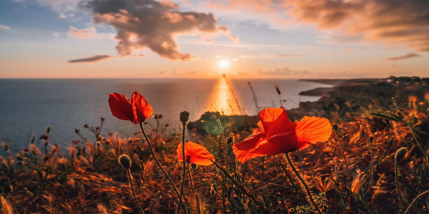 Poppies Spring Sea with Sunset Sky Coastline Wall Art Canvas Office Home Room Framed 120x60cm