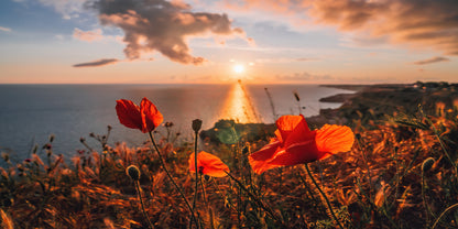 Poppies Spring Sea with Sunset Sky Coastline Wall Art Canvas Office Home Room Framed 120x60cm