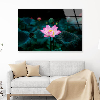 Pink Flower In a Field of Green Leaves Acrylic Glass Print Tempered Glass Wall Art 100% Made in Australia Ready to Hang