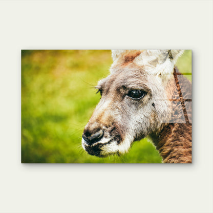 Australian Kangaroo Wildlife Close Up Portrait Nature Acrylic Glass Printing Wall Art Australian Made Quality