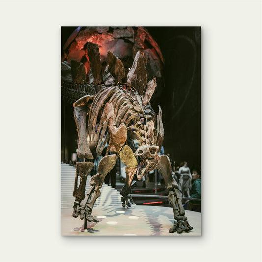 Skeleton Of A Stegosaurus Dinosaur On Display In A Museum 60x90cm Metal Print Ready to Hang (