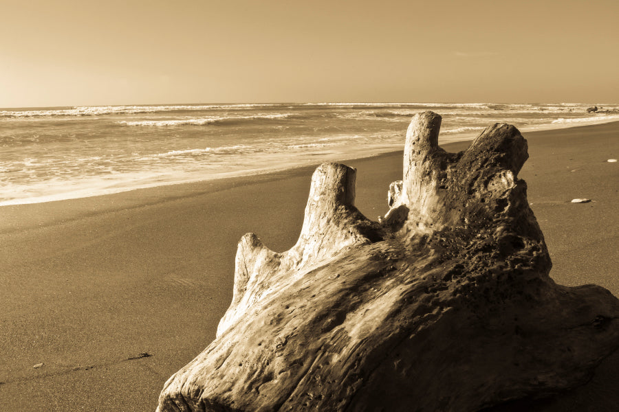 Old Log Driftwood Washed Up on Beach in Sepia Tones Acrylic Glass Print Tempered Glass Wall Art 100% Made in Australia Ready to Hang