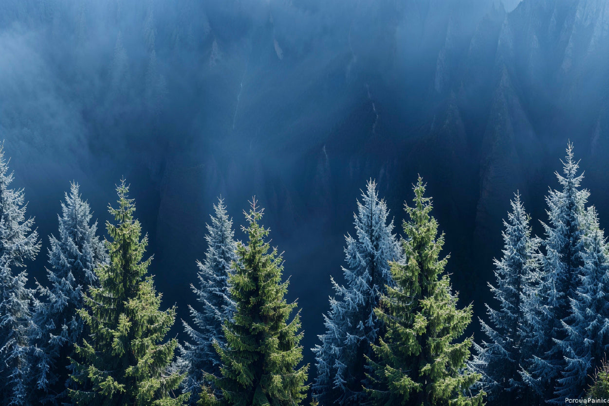 Forest Of Pine Trees Home Decor Premium Quality Poster Print Choose Your Sizes - Bella Home Decor