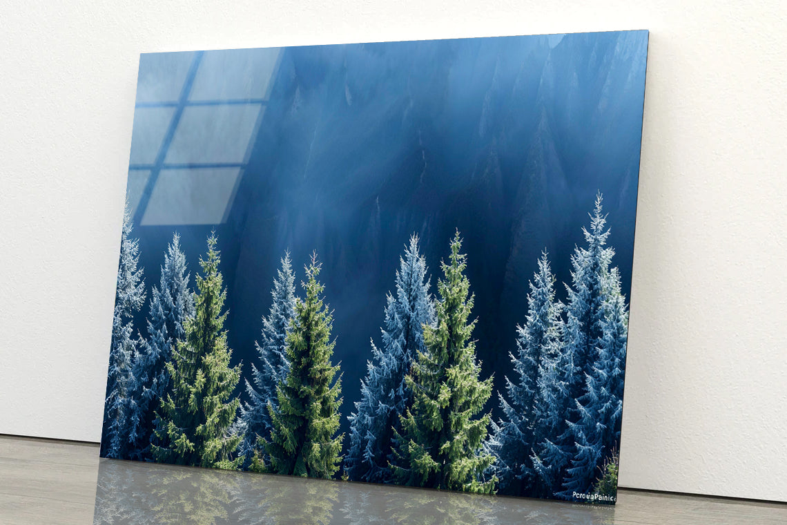 Forest Of Pine Trees Acrylic Glass Print Tempered Glass Wall Art 100% Made in Australia Ready to Hang - Bella Home Decor