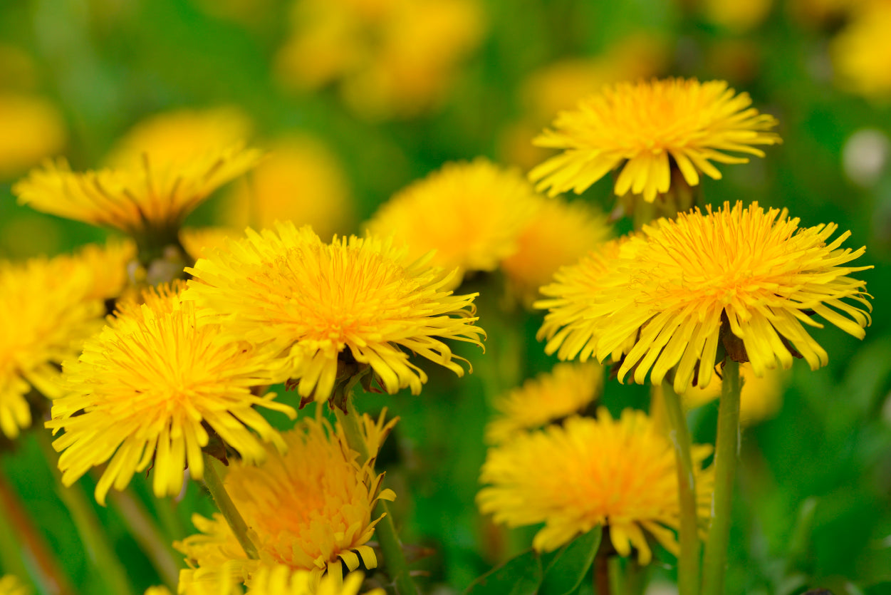 A Group of Yellow Flowers Close-Up View Print 100% Australian Made